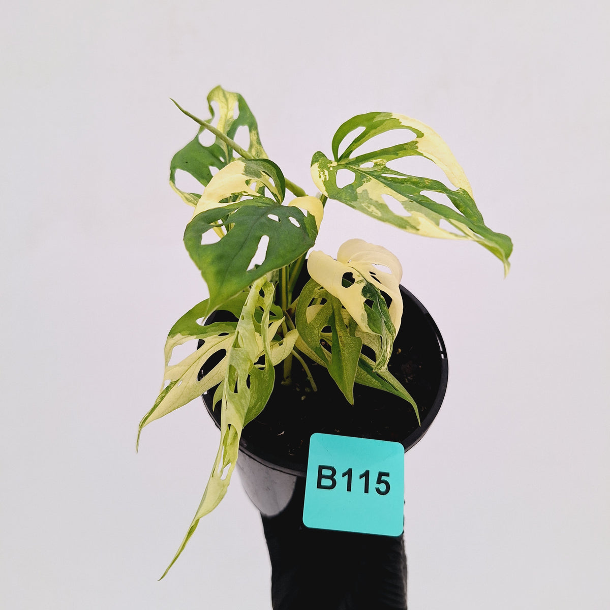 Monstera adansonii Variegata