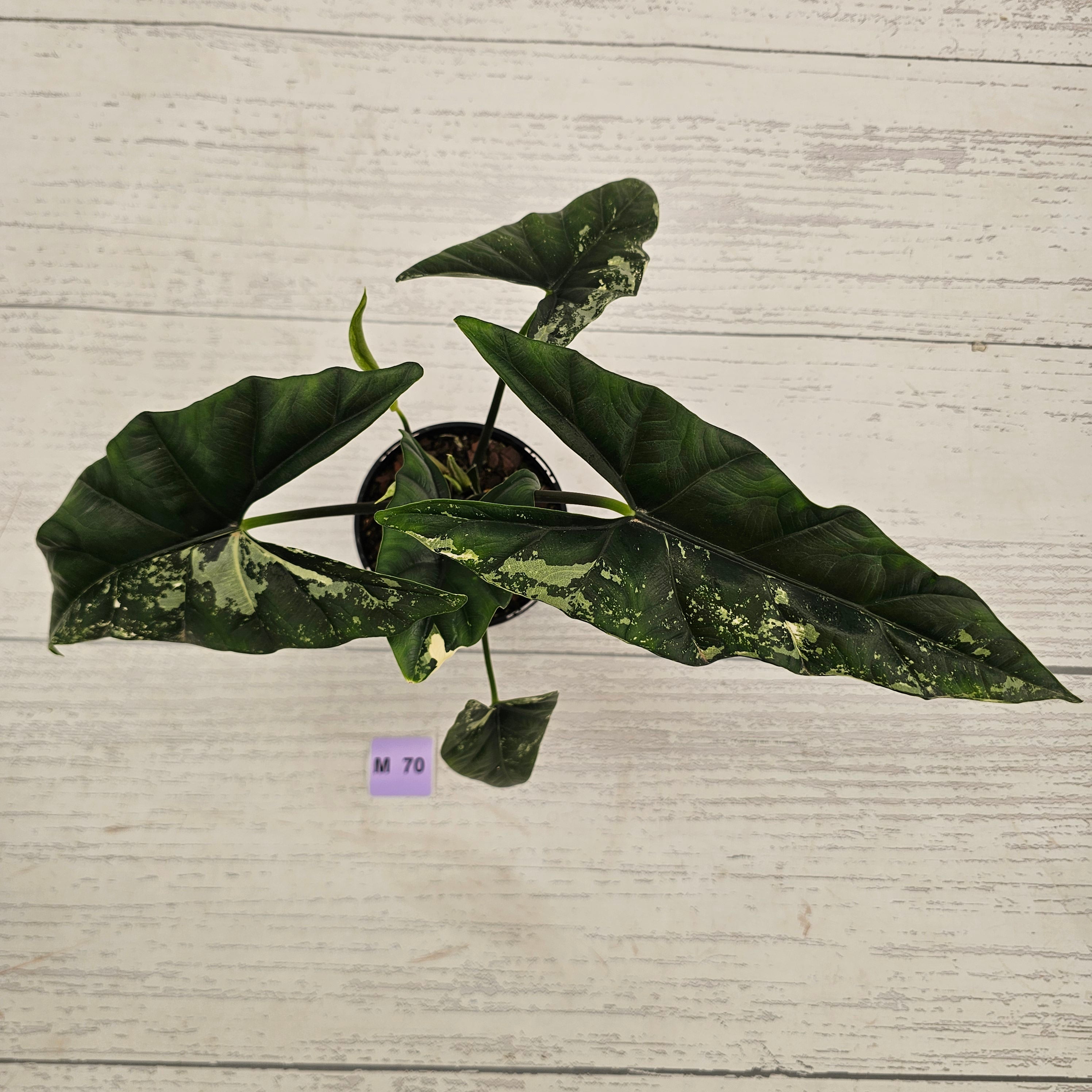 Alocasia ‘Simpo Albo’ Variegata - SALE