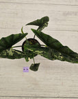 Alocasia ‘Simpo Albo’ Variegata - SALE