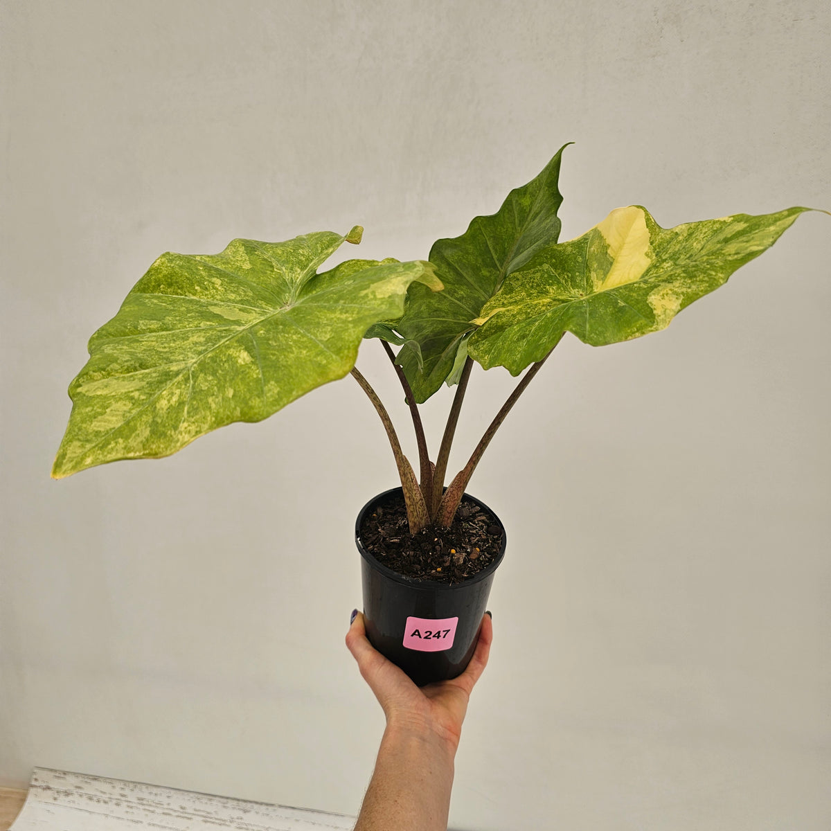 Alocasia Portora Variegata - SALE