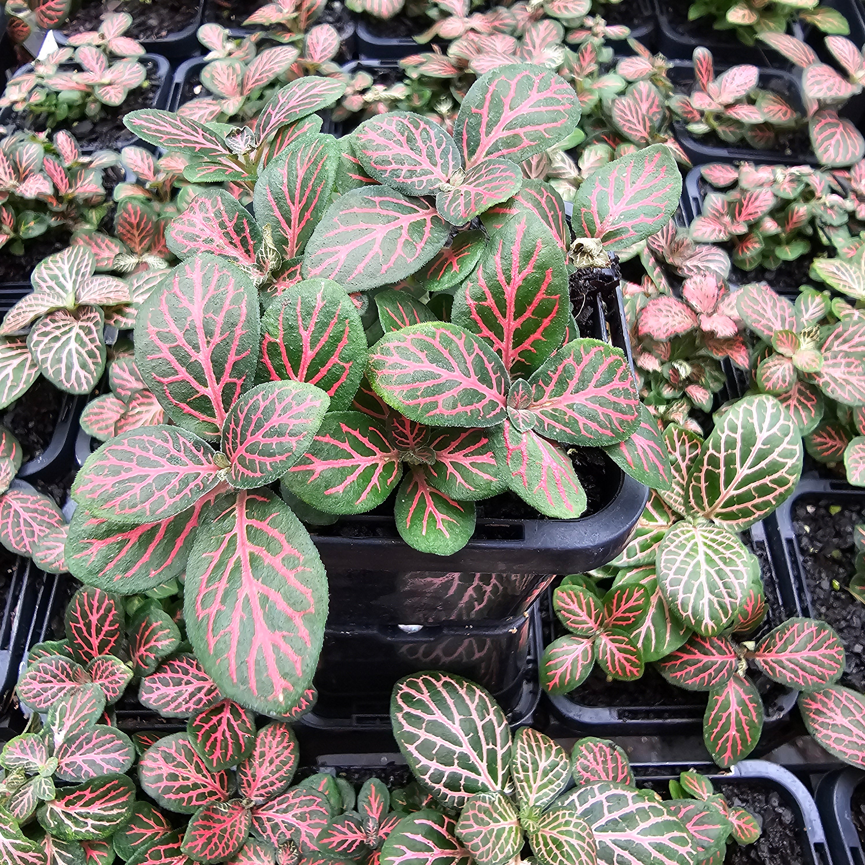 Fittonia verschaffeltii Red Cloud