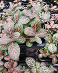 Fittonia verschaffeltii Red Cloud