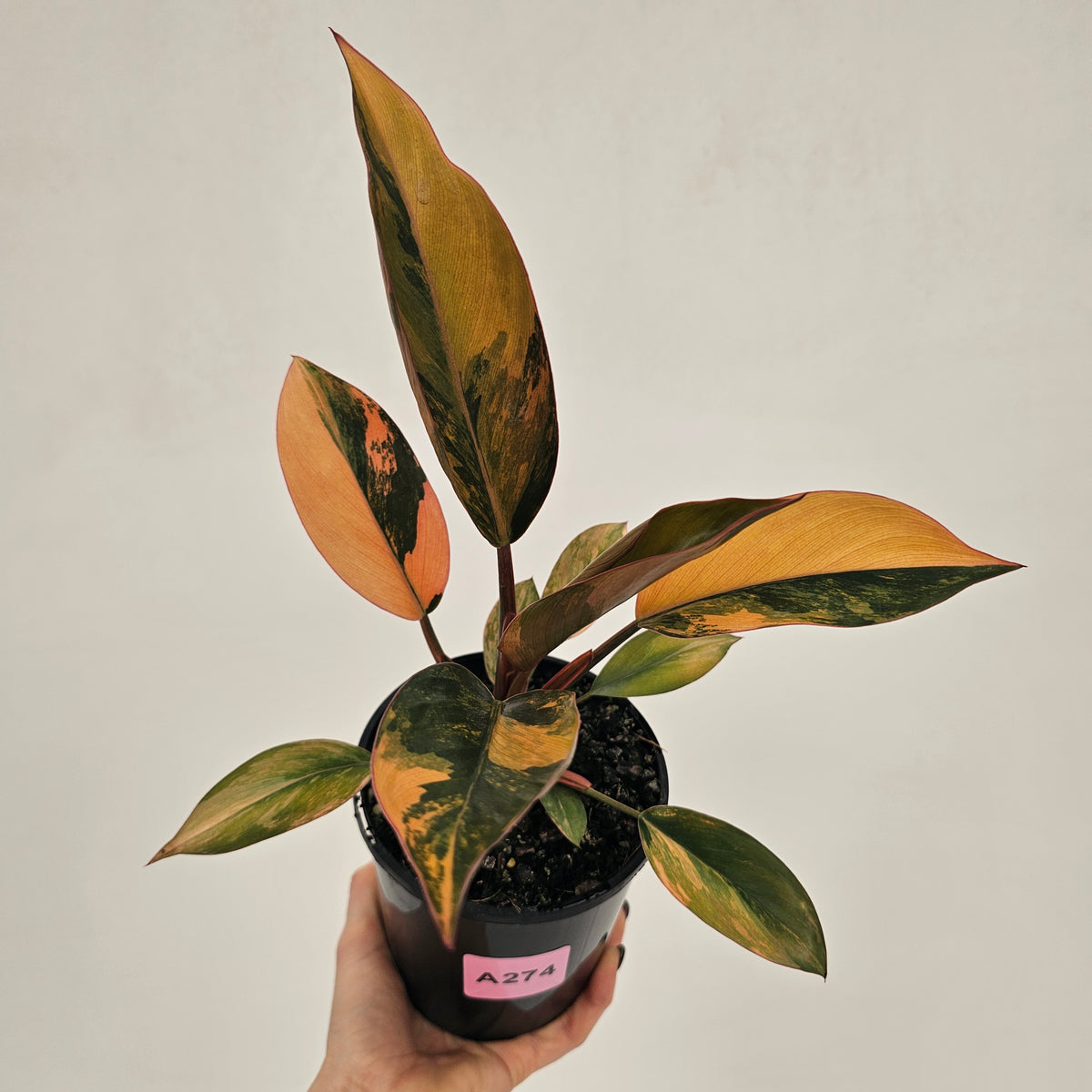 Philodendron 'Rojo Congo Variegated' 125mm - SALE