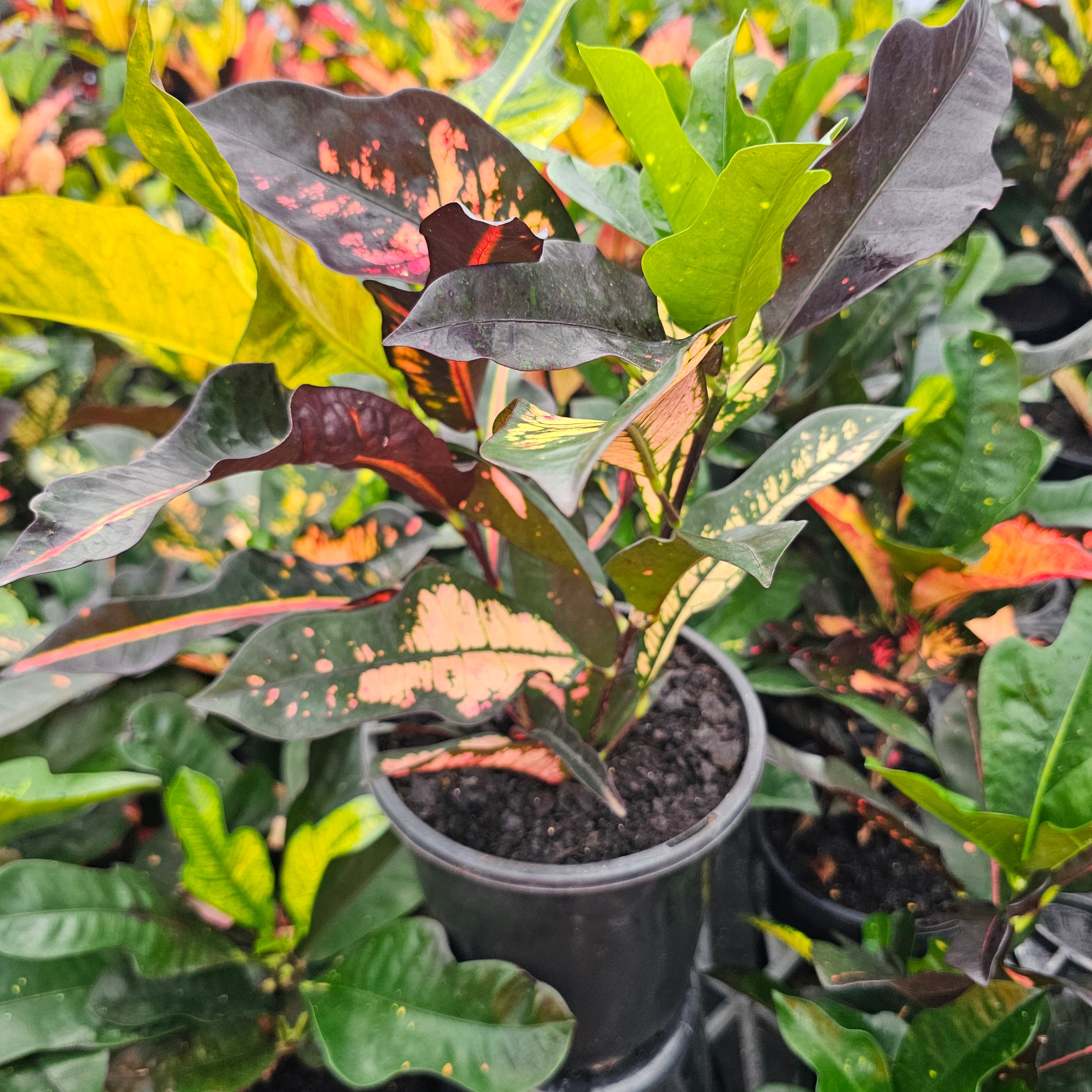 Codiaeum variegatum Croton Wilma