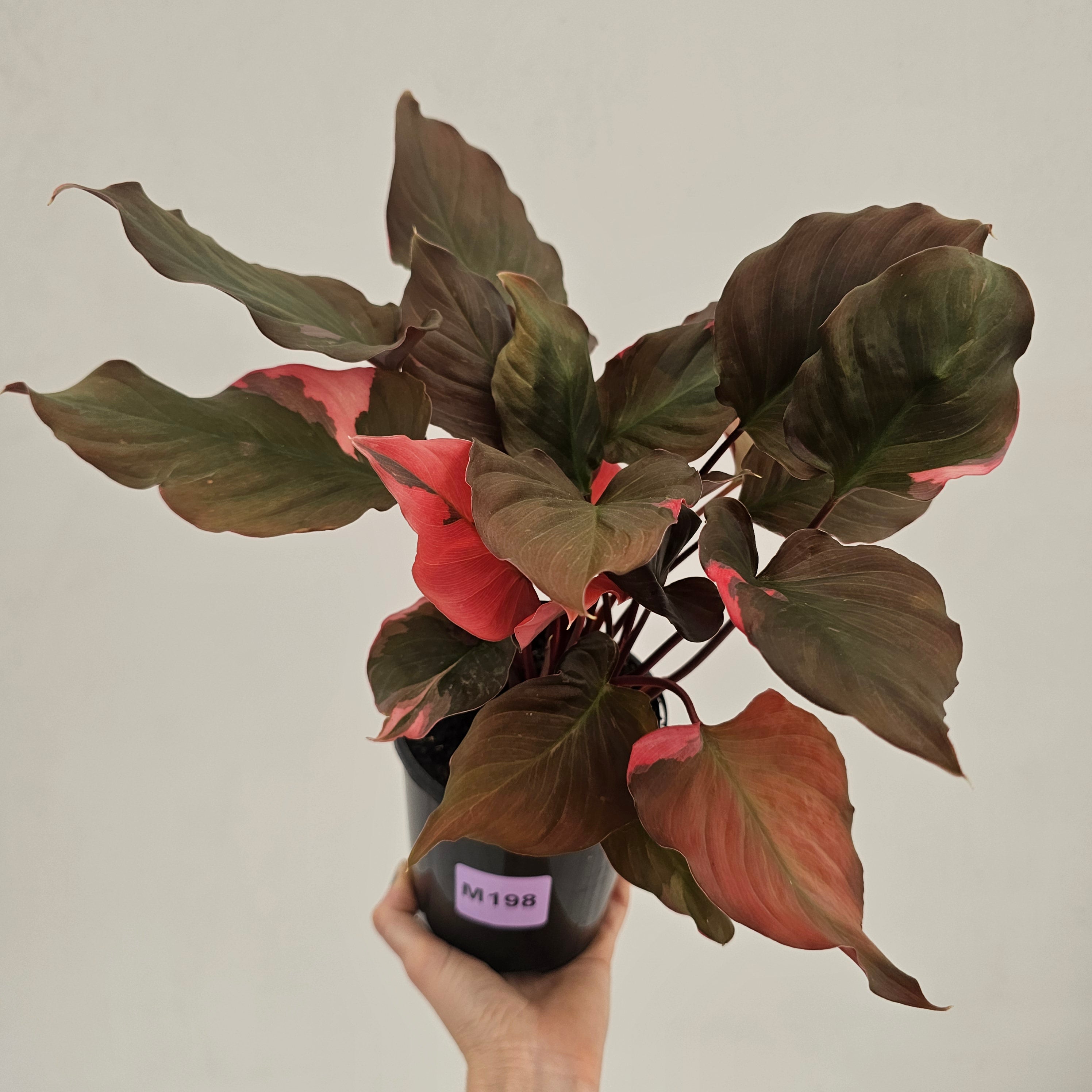 Homalomena rubescens Flaming Red Variegata