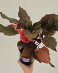 Homalomena rubescens Flaming Red Variegata