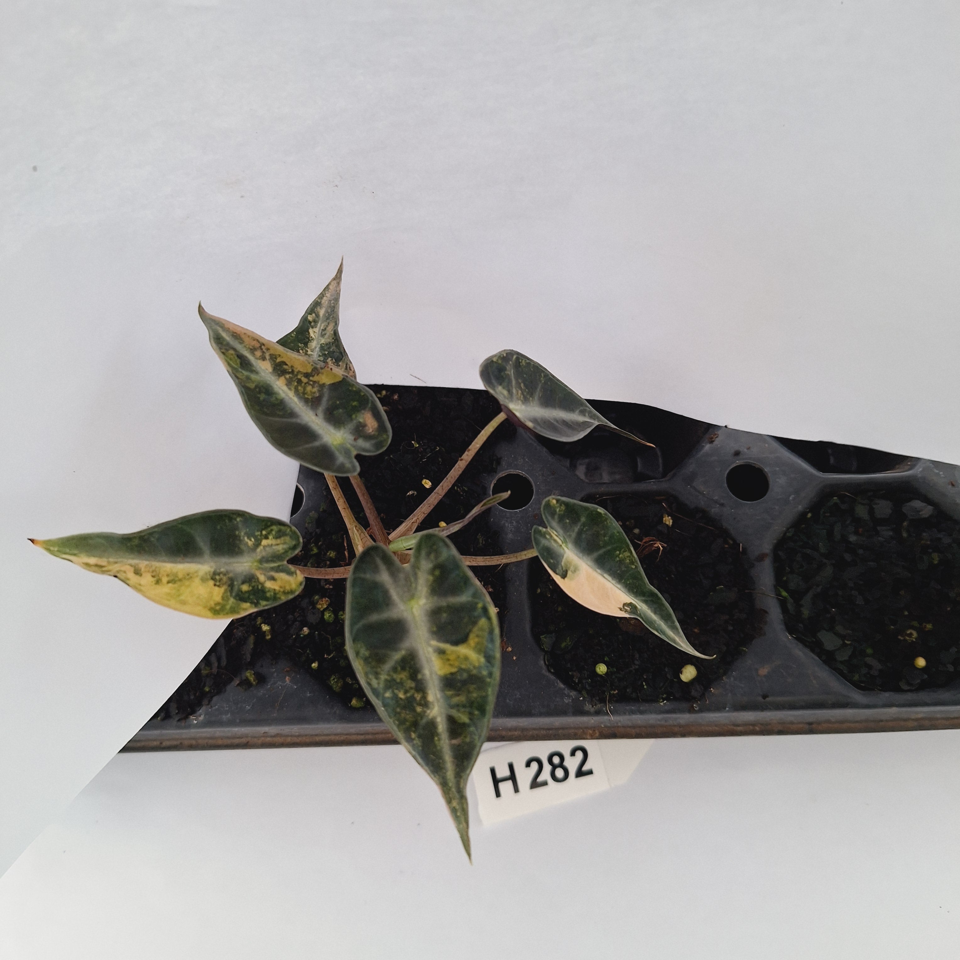 Alocasia Amazonica  bambino Variegata - Bare Bottom Baby - SALE