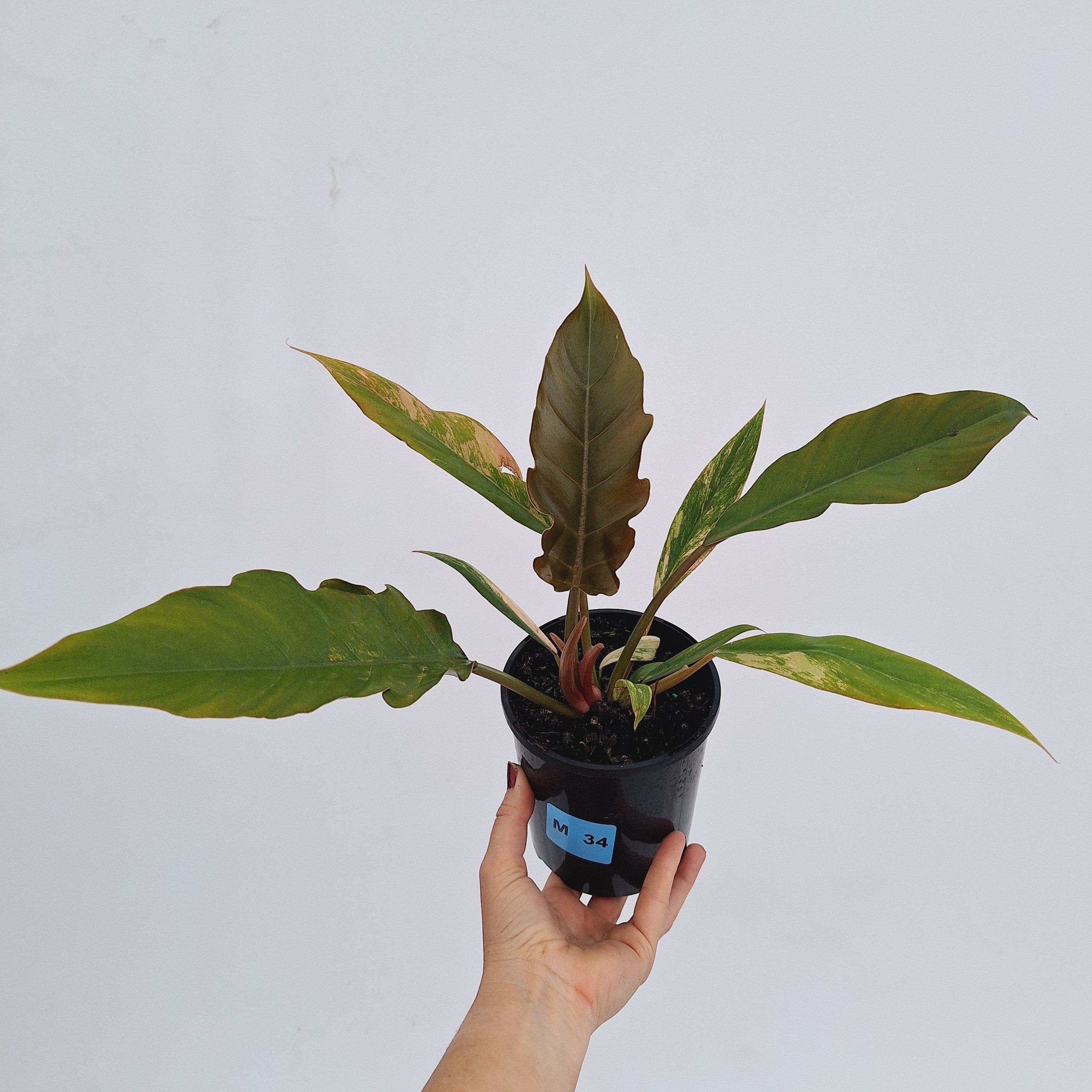Philodendron serratum Caramel Marble