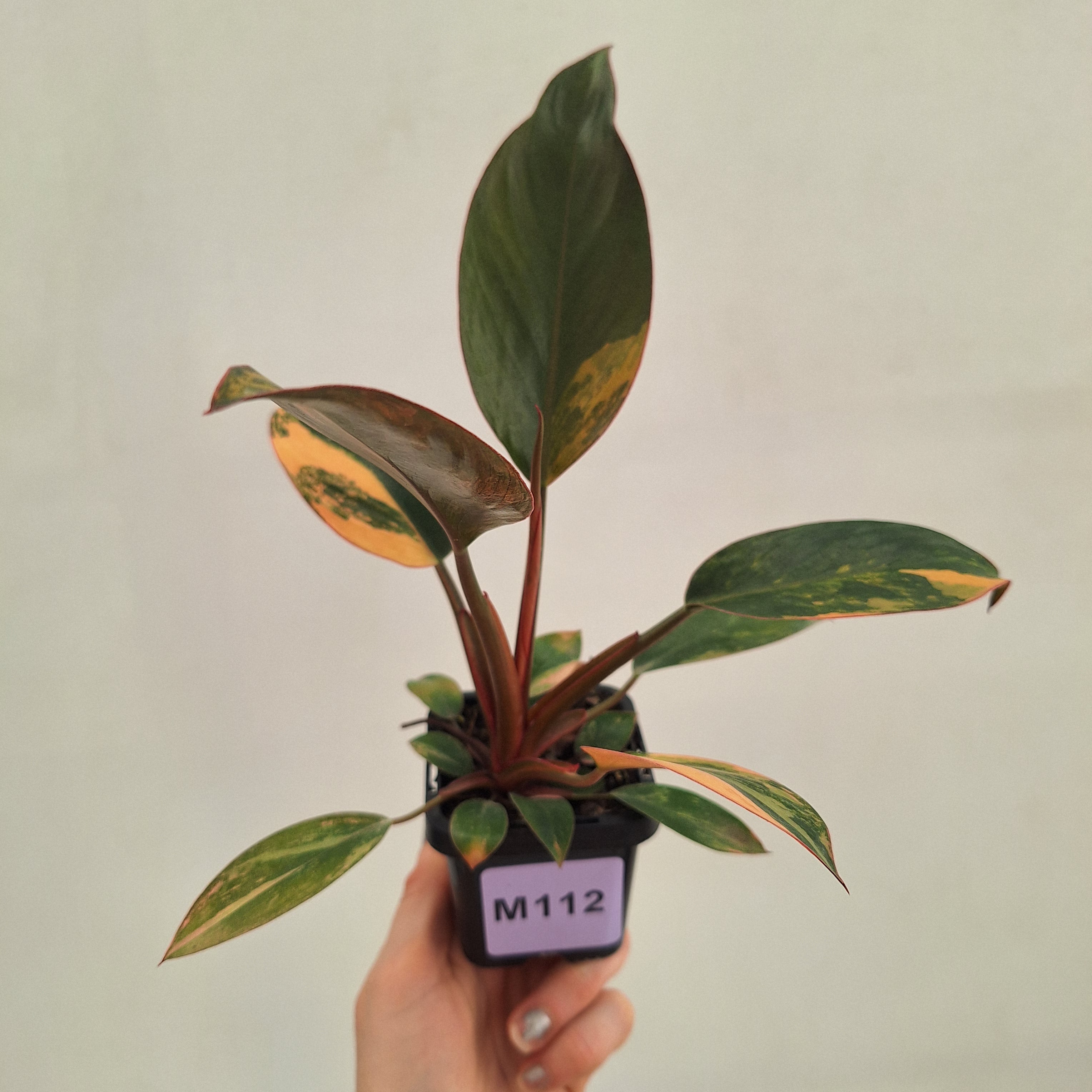 Philodendron 'Rojo Congo Variegated' 70mm