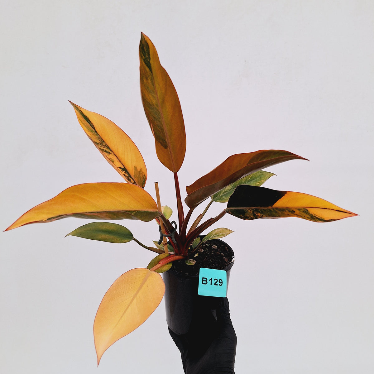 Philodendron 'Rojo Congo Variegated' 125mm - SALE