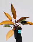 Philodendron 'Rojo Congo Variegated' 125mm - SALE
