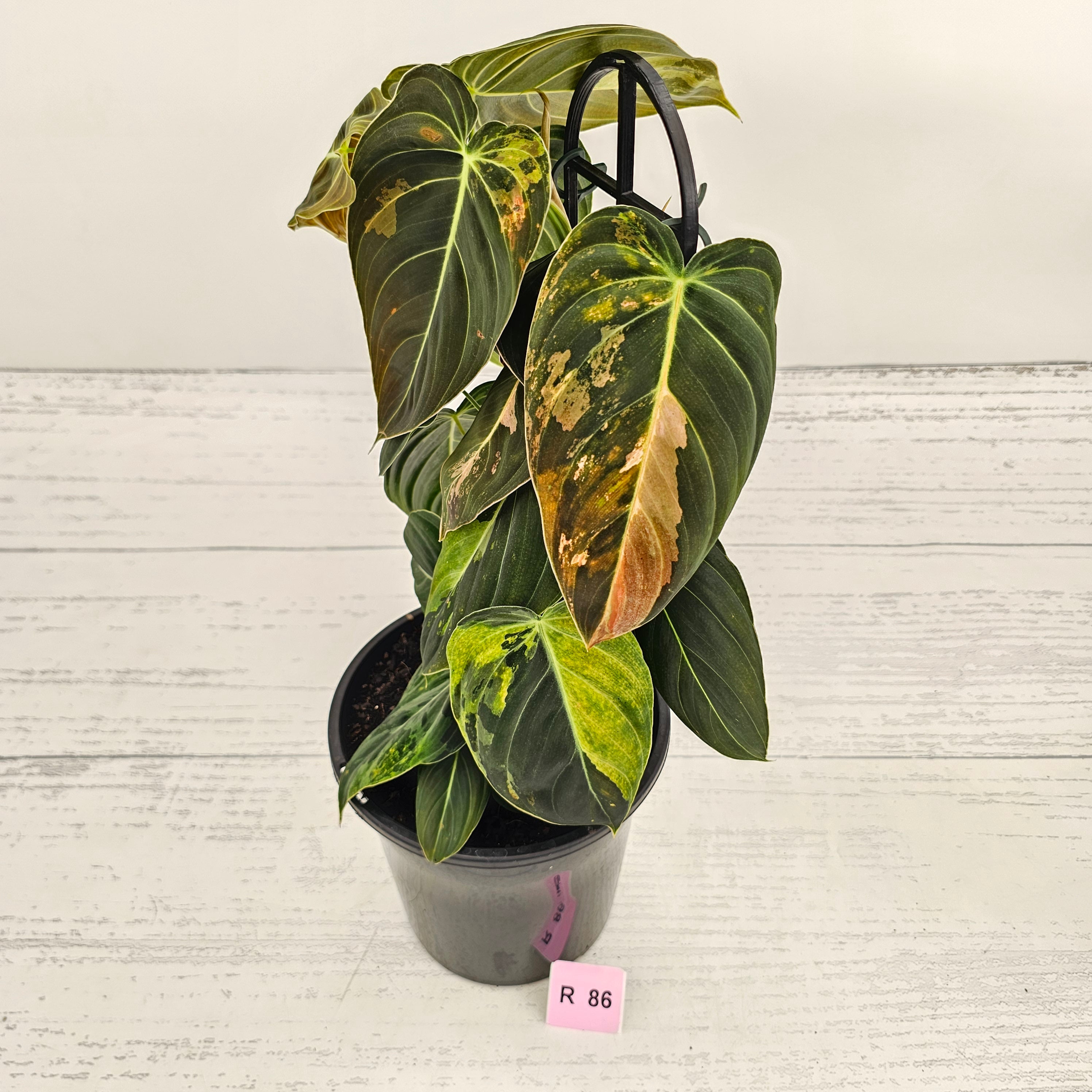 Philodendron melanochrysum Variegata