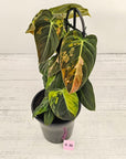 Philodendron melanochrysum Variegata