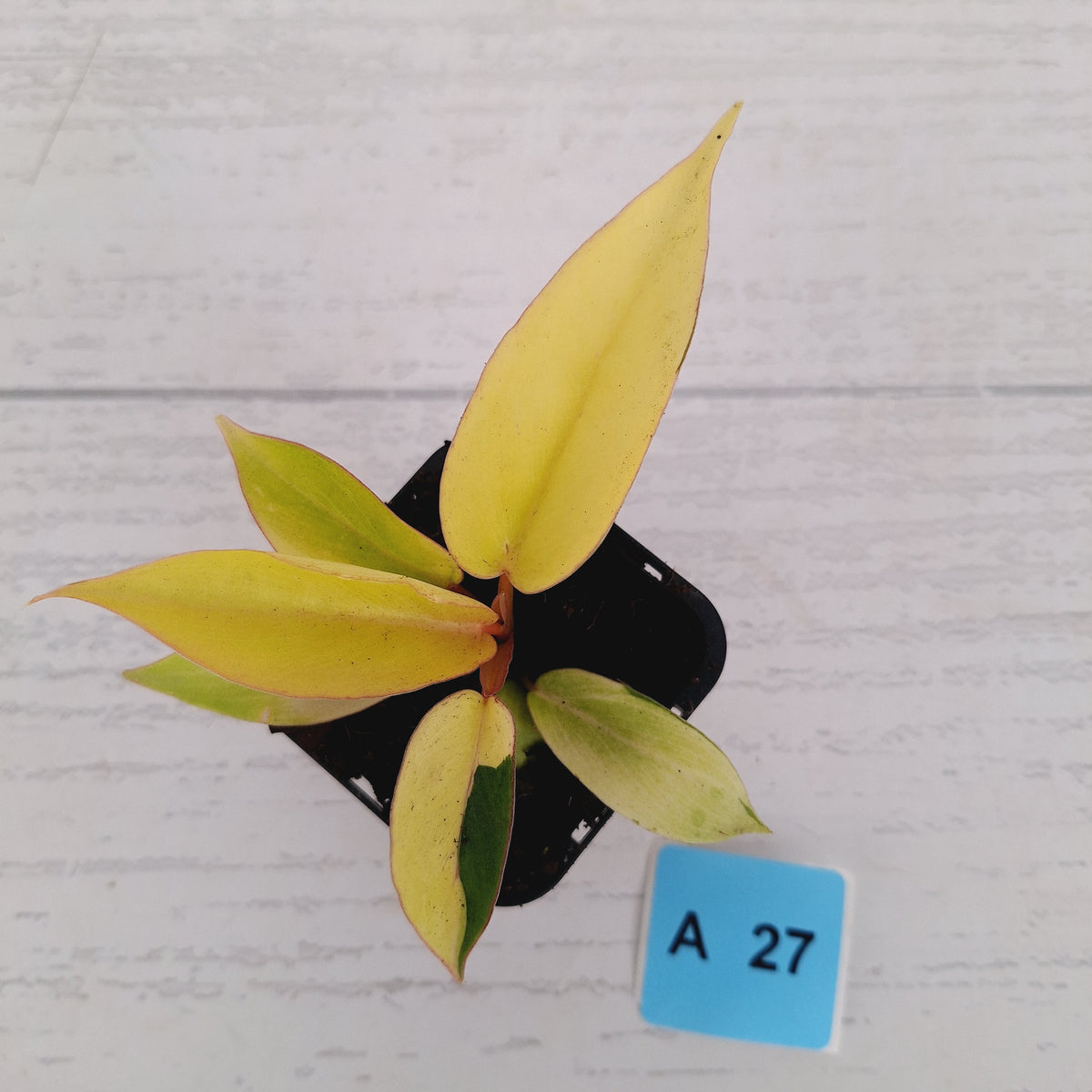 Philodendron pinnatifidum 'Jungle Fever Egg Yolk'