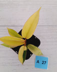Philodendron pinnatifidum 'Jungle Fever Egg Yolk'