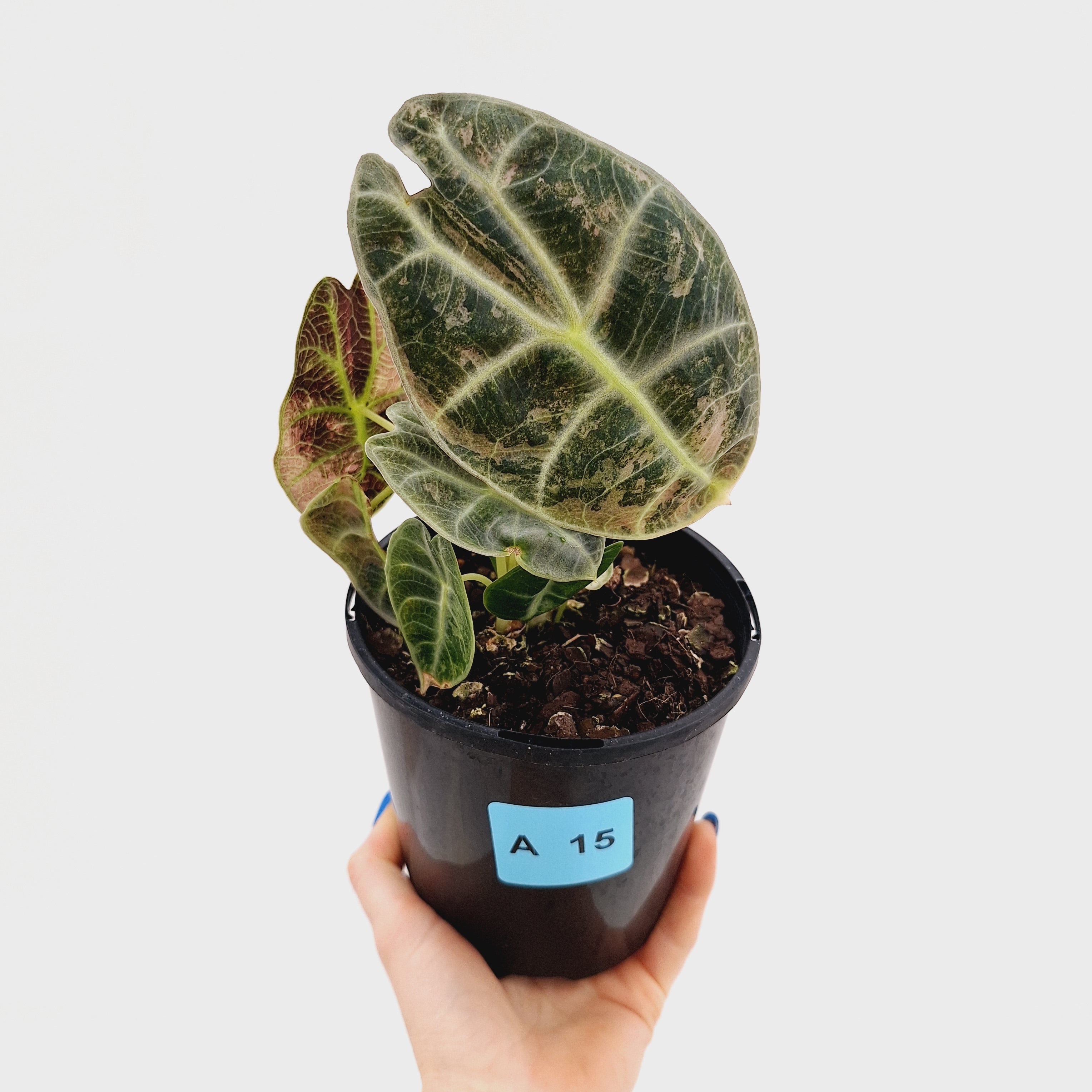 Alocasia Watsoniana white lightening variegata
