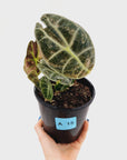 Alocasia Watsoniana white lightening variegata