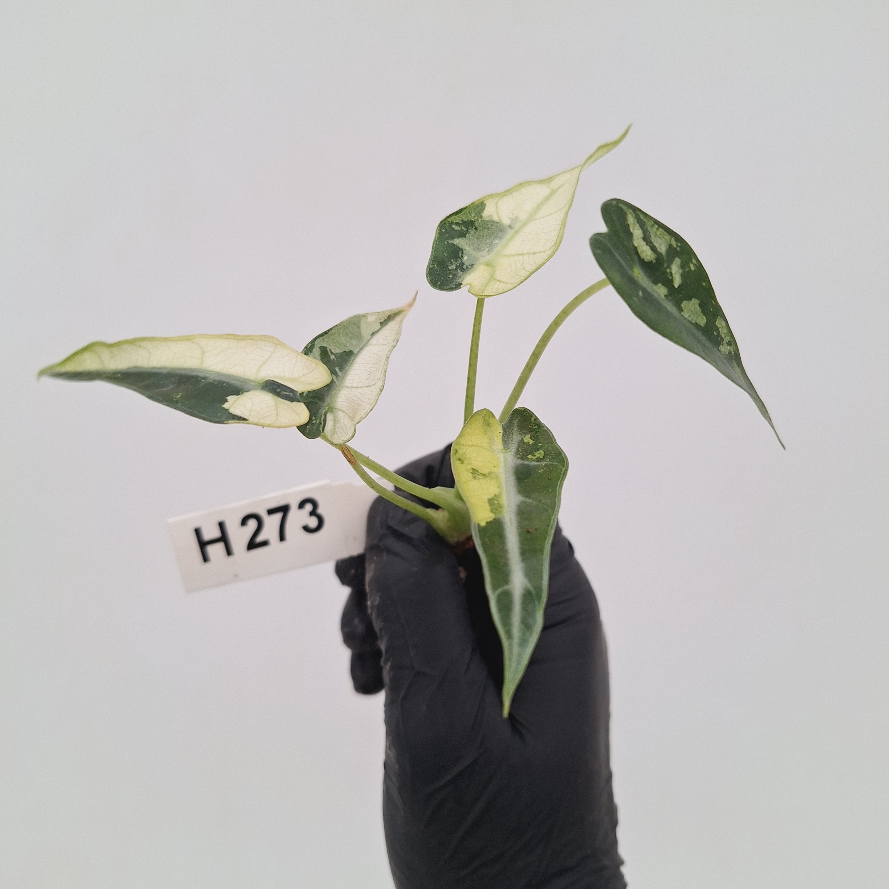 Alocasia Amazonica  bambino Variegata - Bare Bottom Baby - SALE