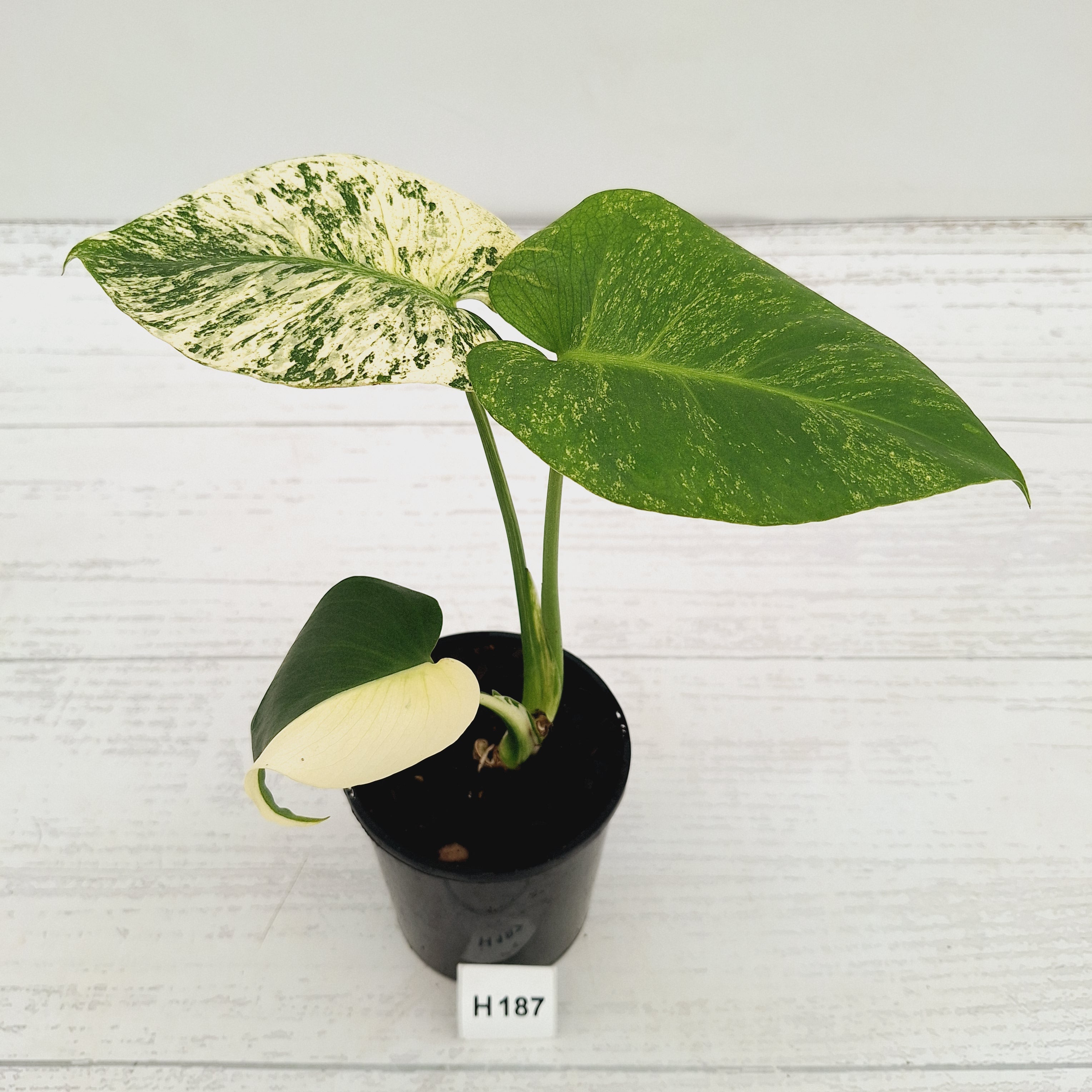 Monstera Deliciosa 'Mint'