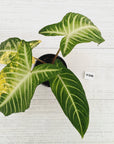 Phyllotaenium lindenii Magnificum Variegata - sale