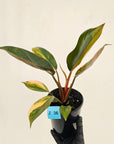 Philodendron 'Rojo Congo Variegated' 125mm