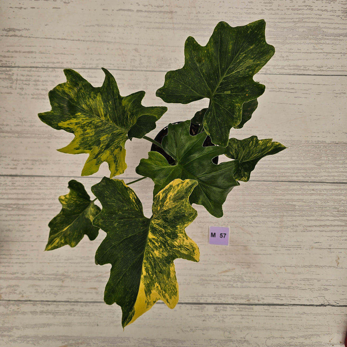 Philodendron bipinnatifidum variegata - SALE