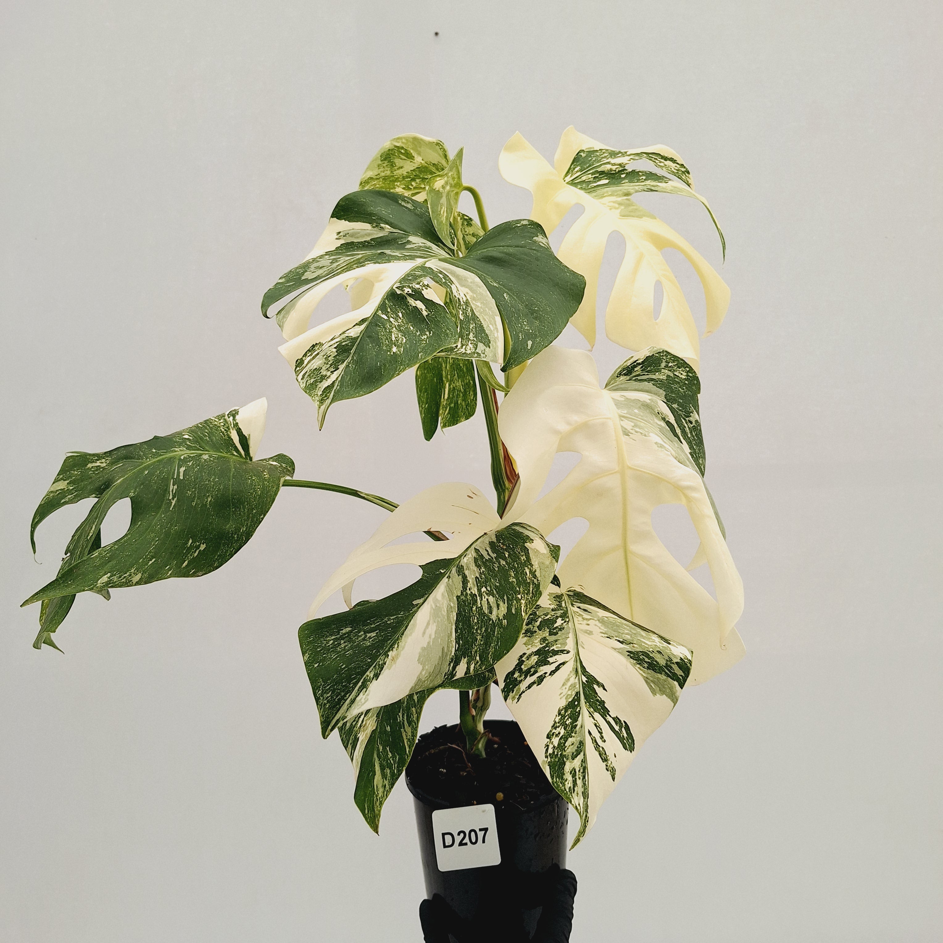 Monstera borsigiana 'Albo'