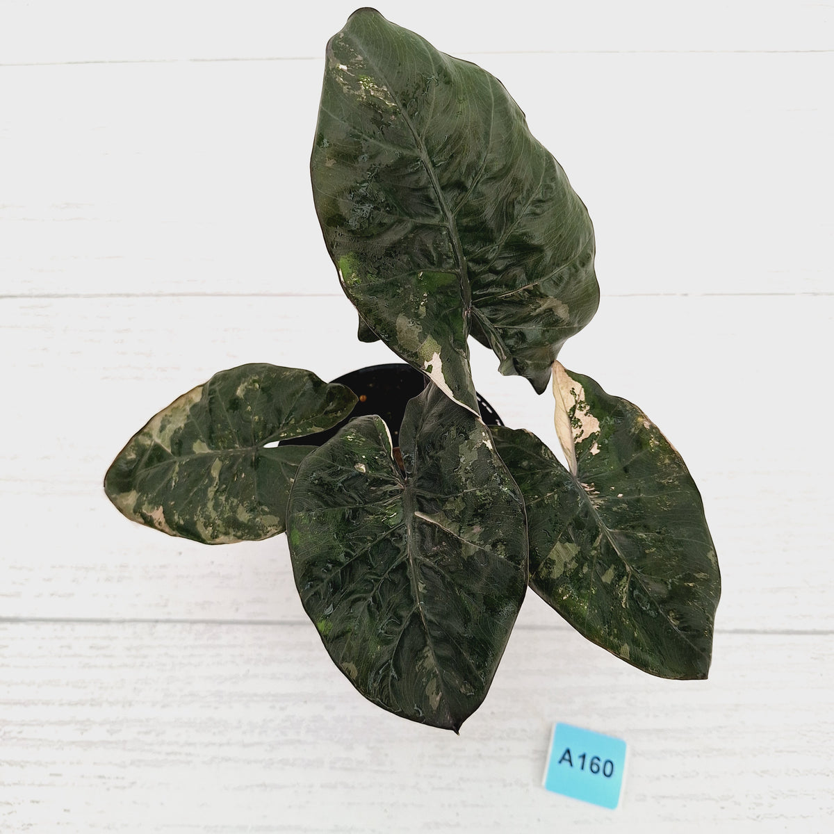 Alocasia macrorrhizos 'plumbea Variegata'
