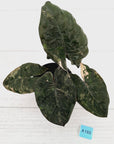 Alocasia macrorrhizos 'plumbea Variegata'