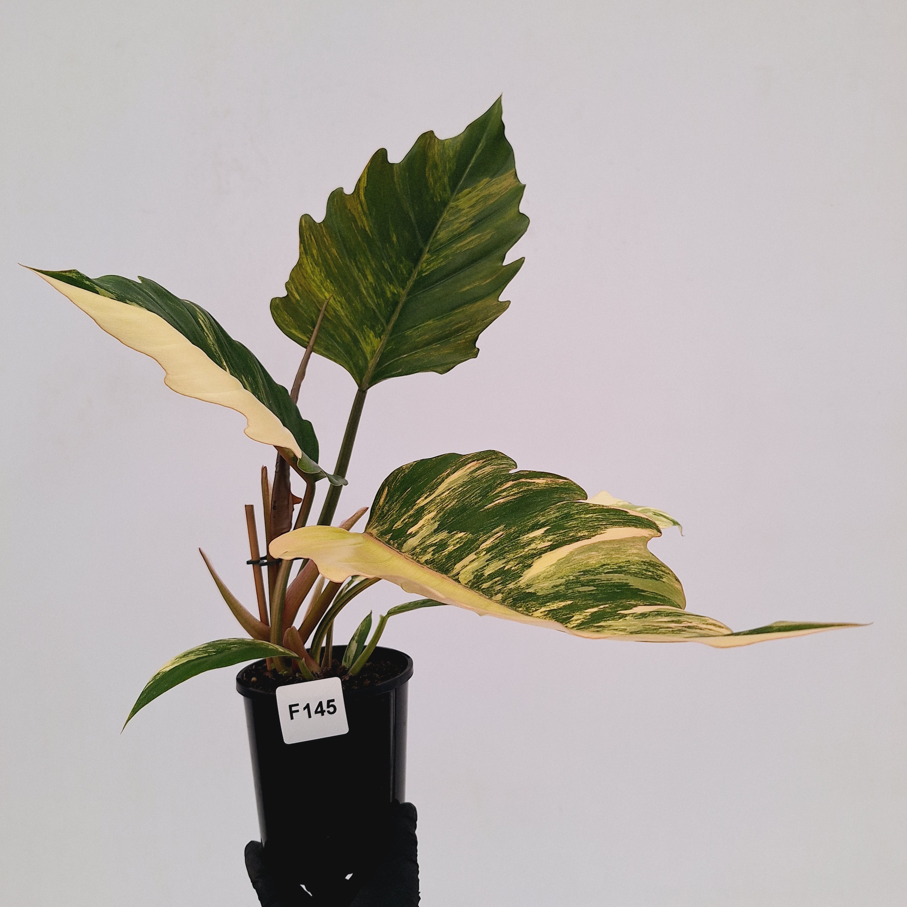Philodendron serratum Caramel Marble