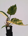 Philodendron serratum Caramel Marble
