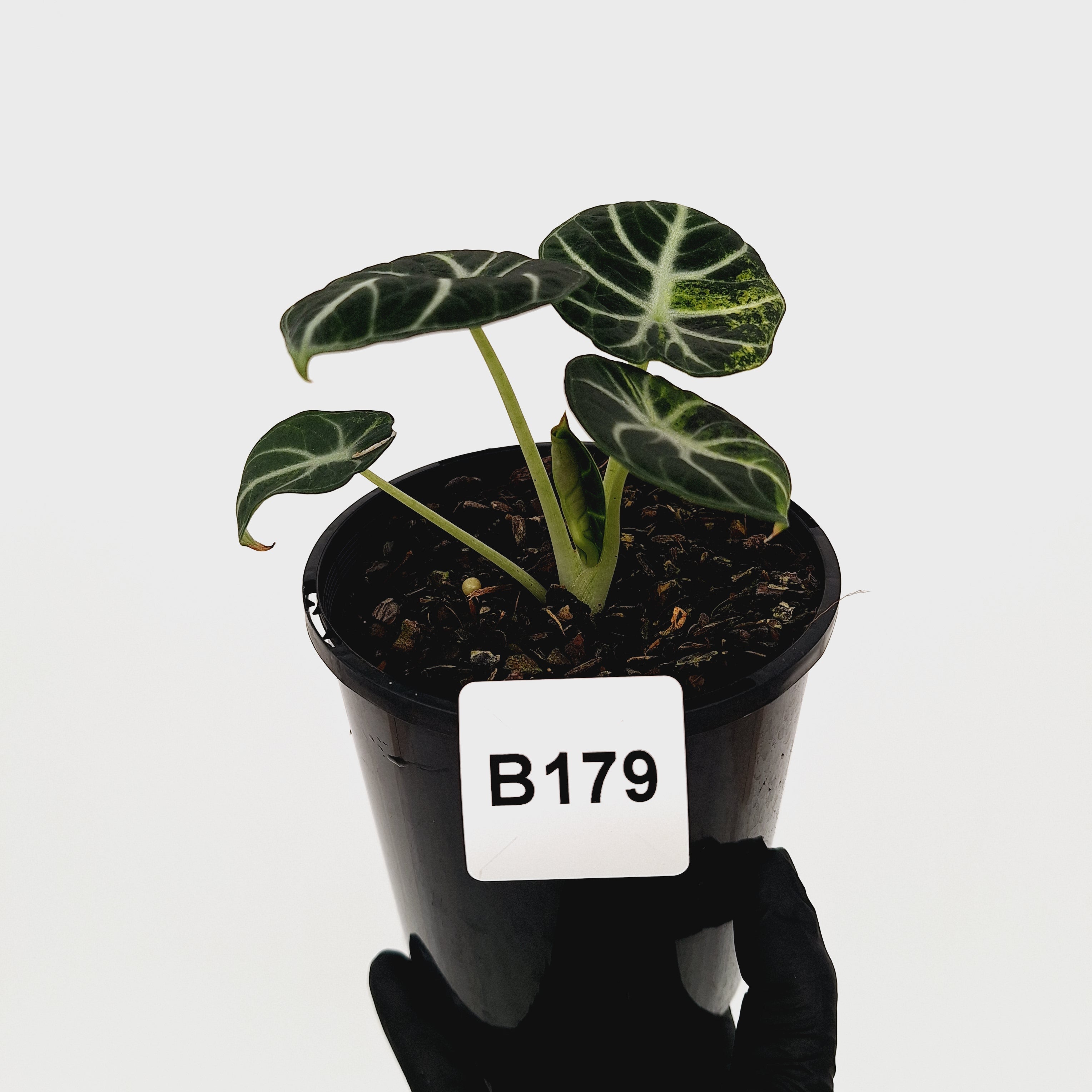 Alocasia reginula 'Ninja Variegata'