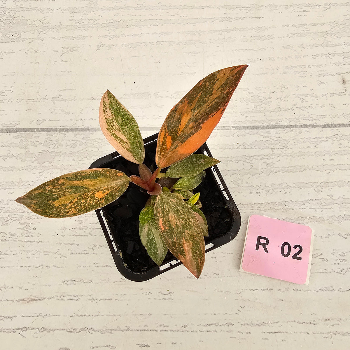 Philodendron 'Orange Princess' 70mm