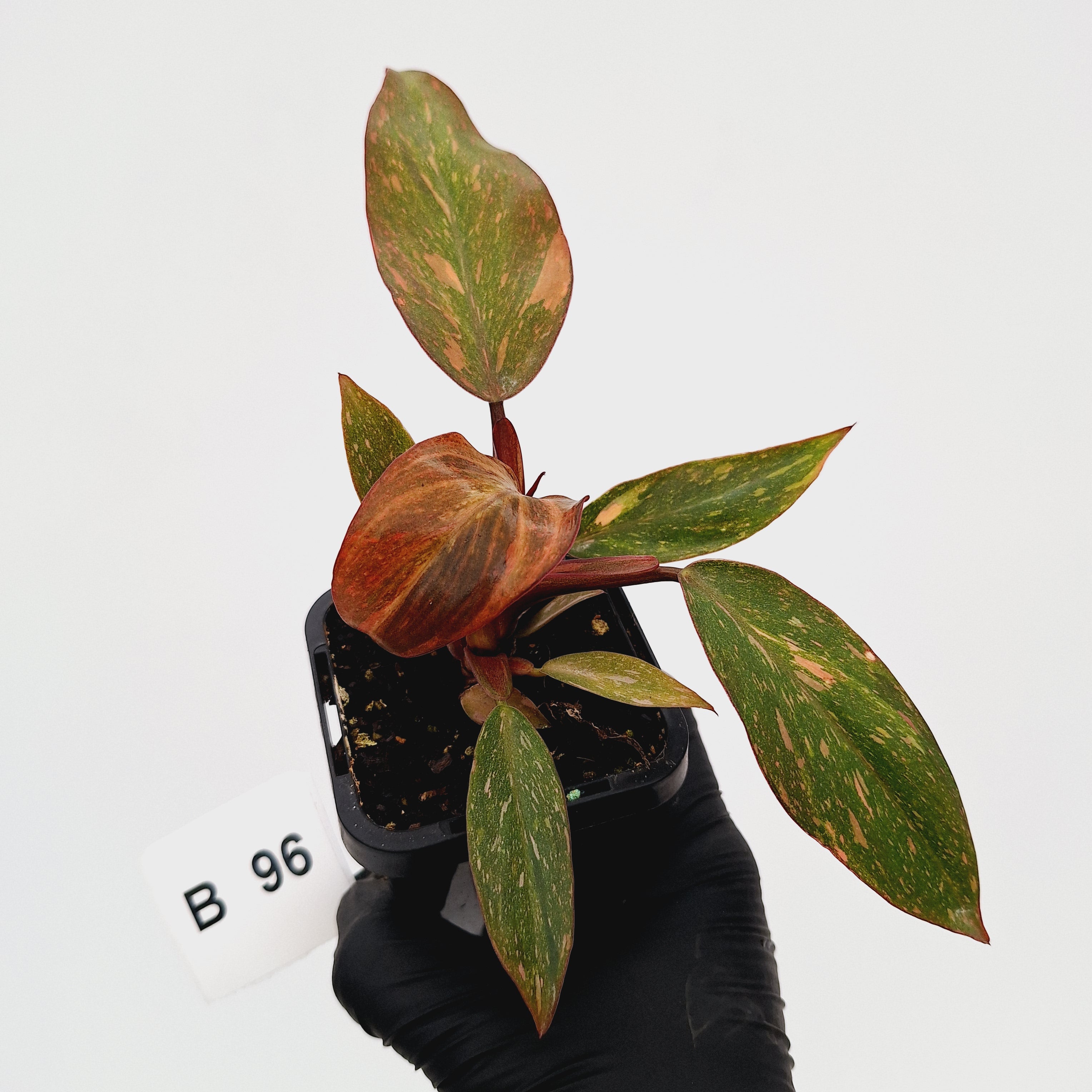 Philodendron 'Orange Princess'