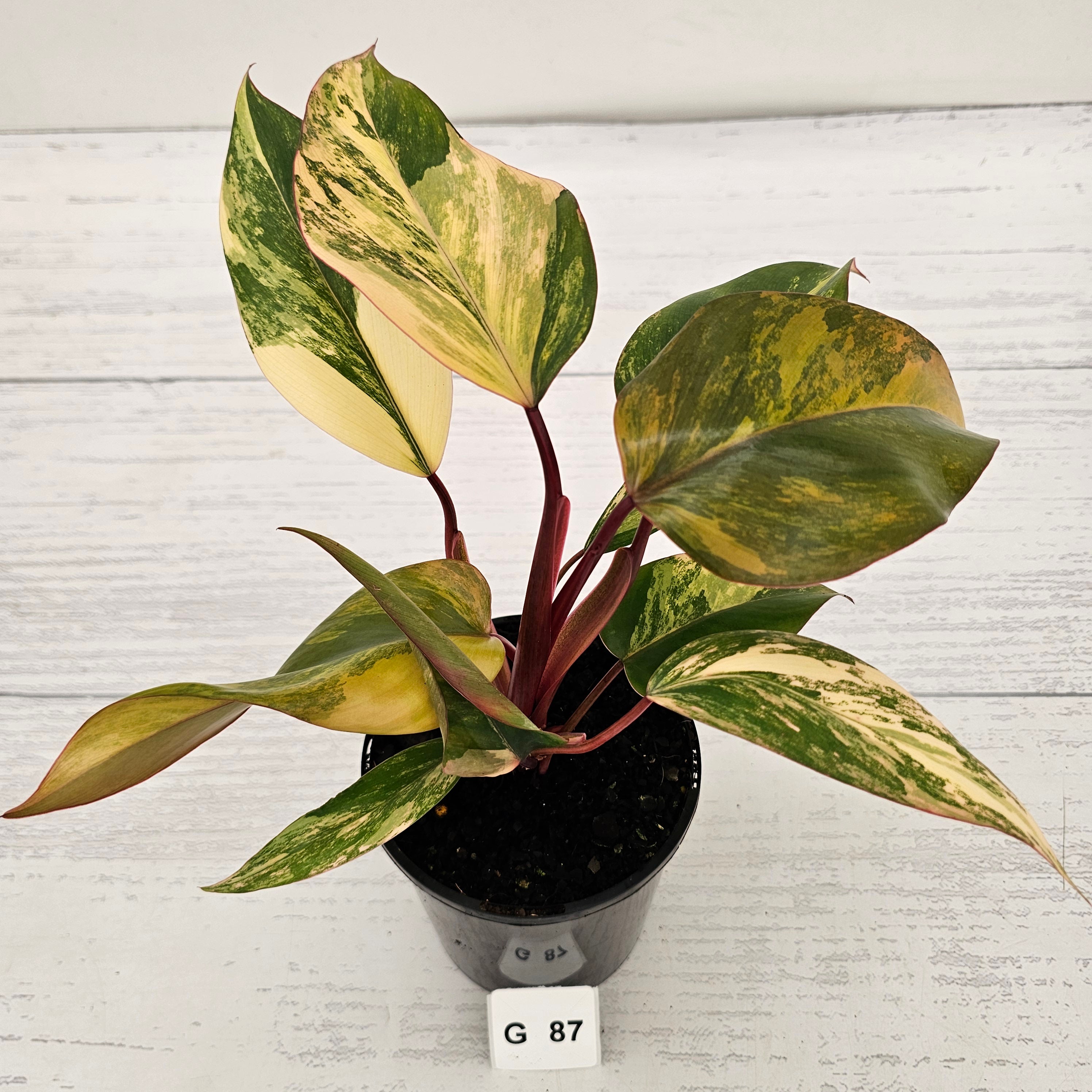 Philodendron erubescens Strawberry Shake - SALE