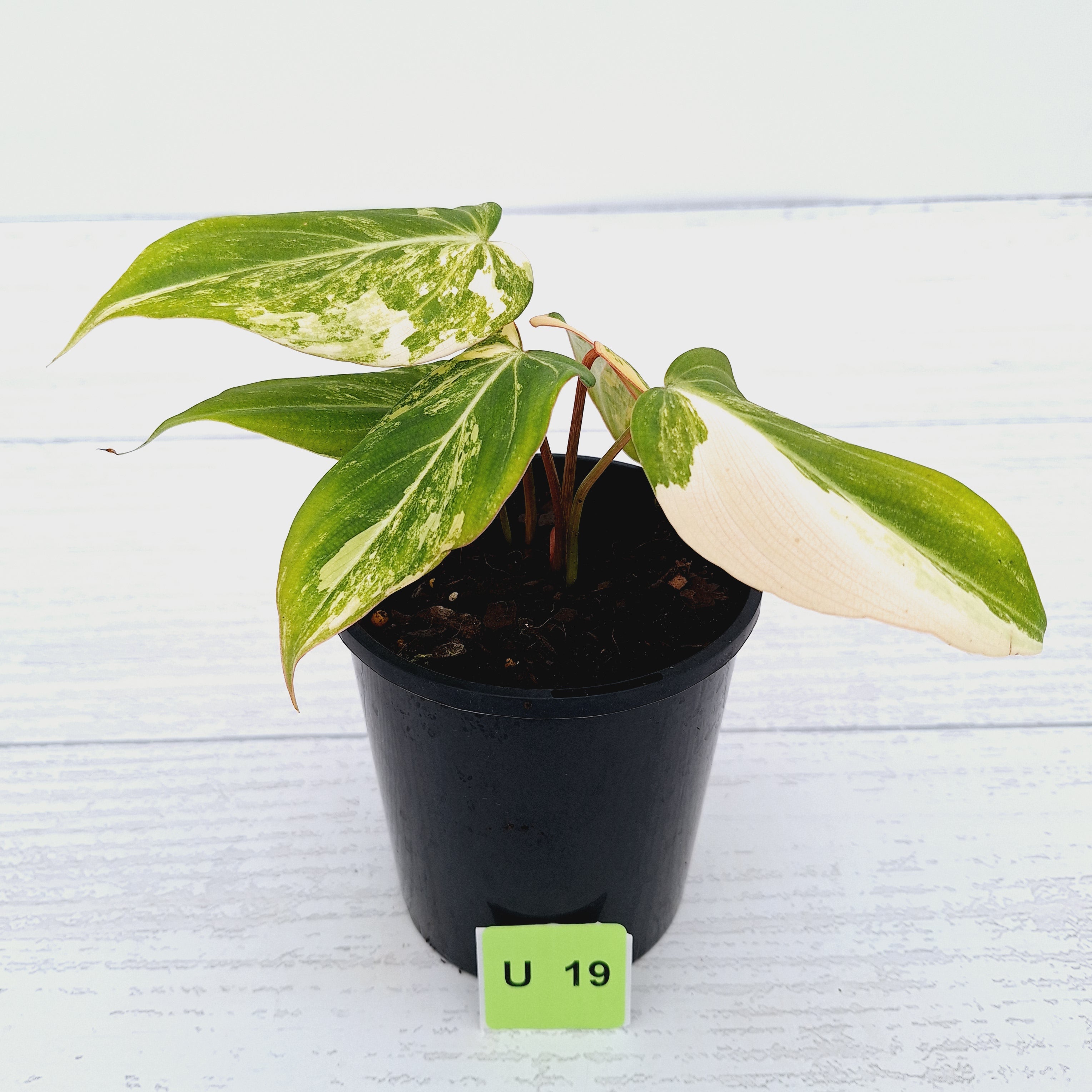 Philodendron gloriosum white vien variegata