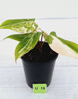 Philodendron gloriosum white vien variegata