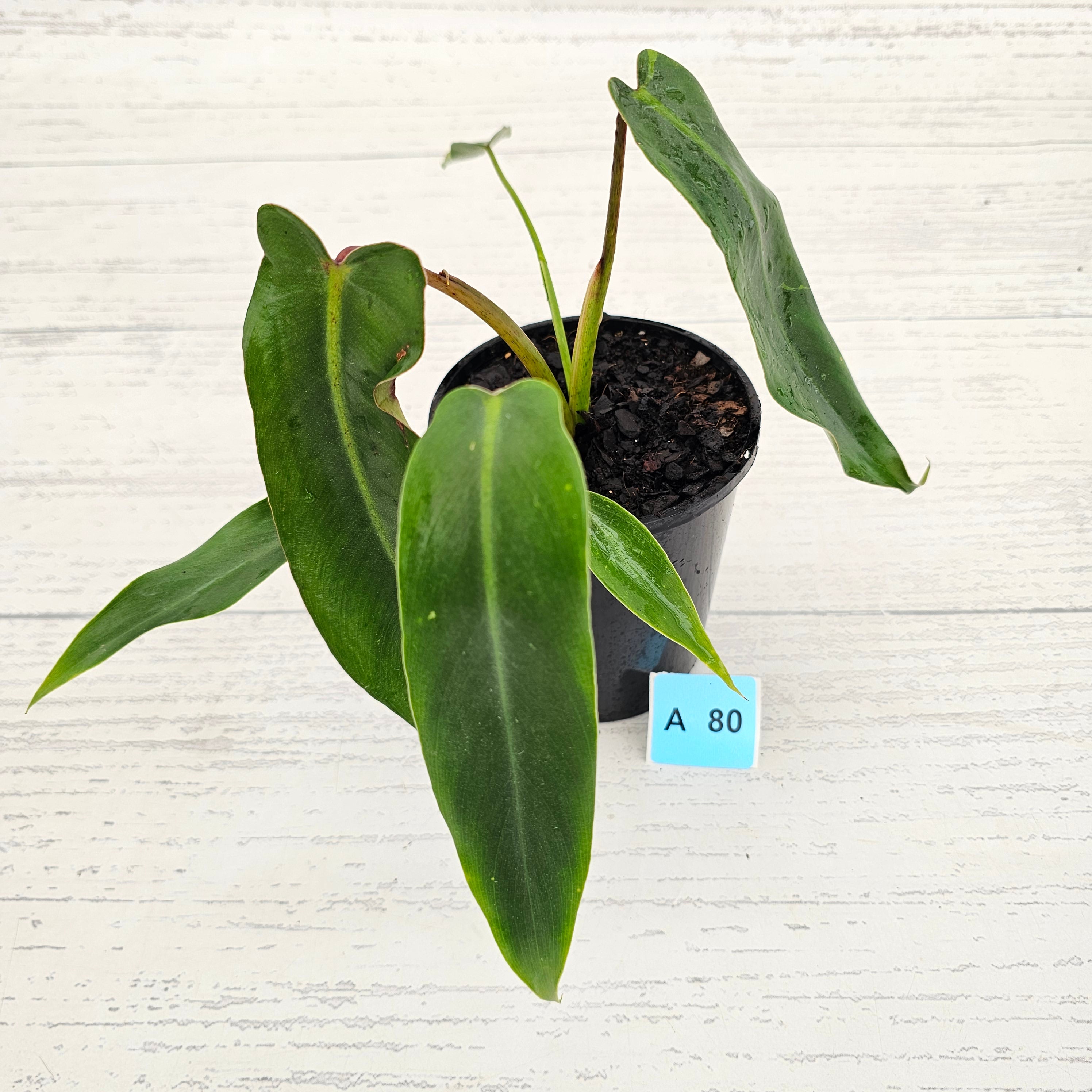 Philodendron spiritus-sancti