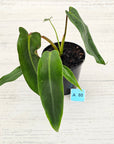 Philodendron spiritus-sancti