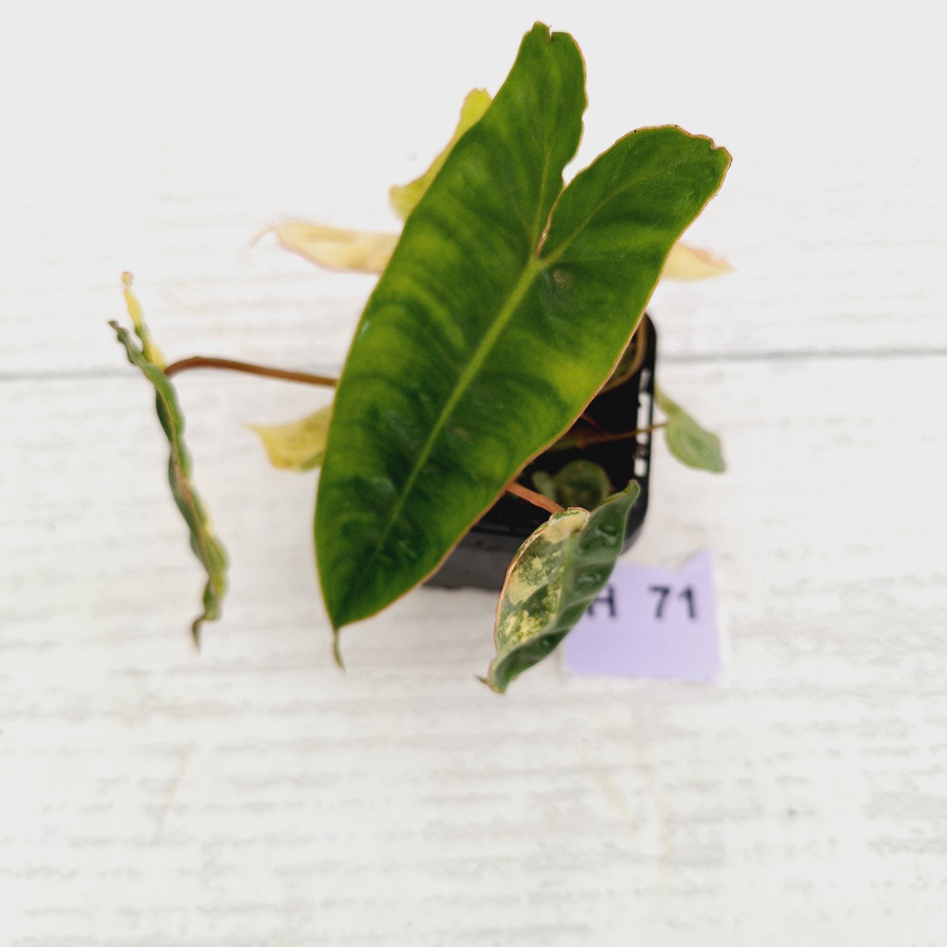 Philodendron billietiae Variegata