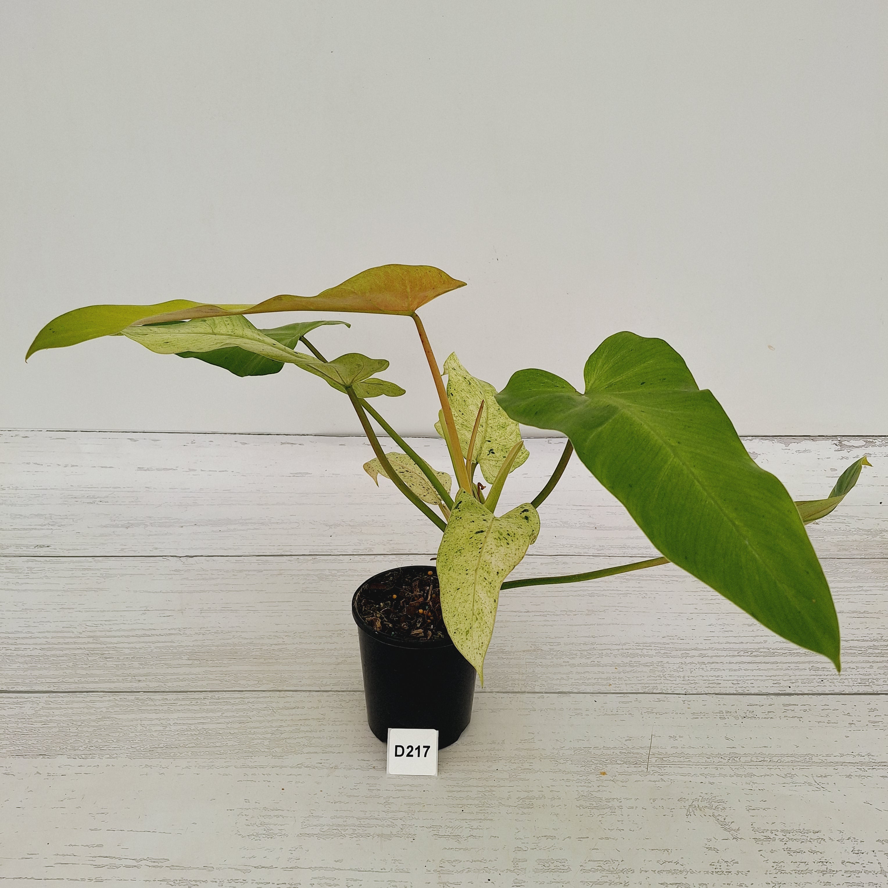 Philodendron  'Whipple Way'