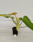 Philodendron  'Whipple Way'