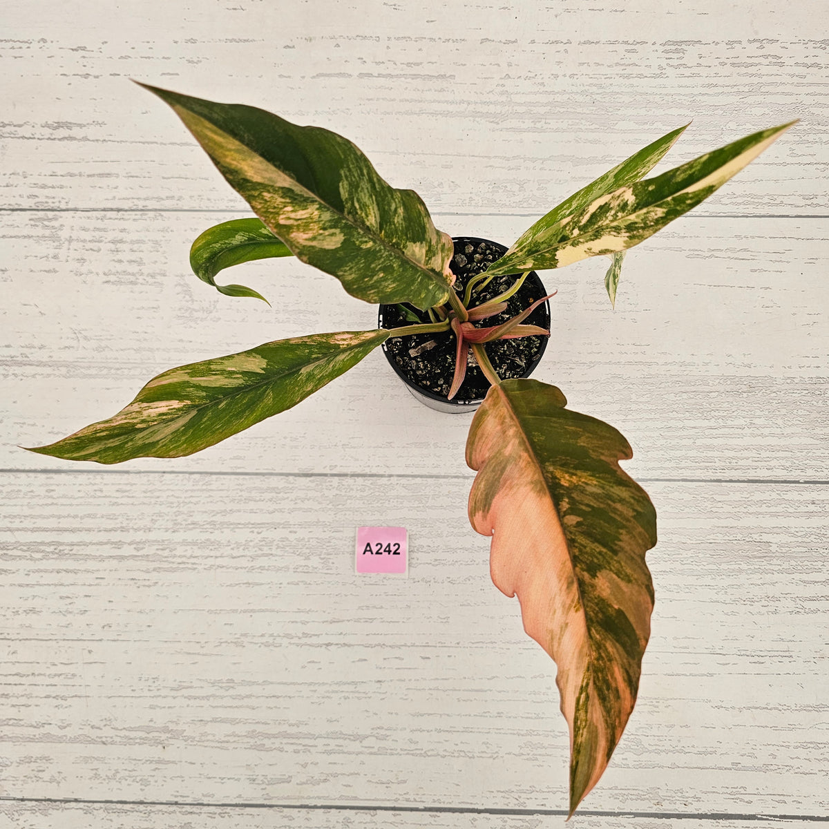 Philodendron serratum 'Caramel Marble' -flash sale