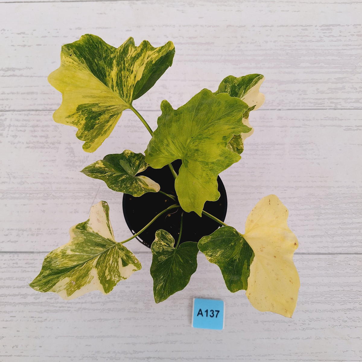 Philodendron bipinnatifidum variegata - SALE