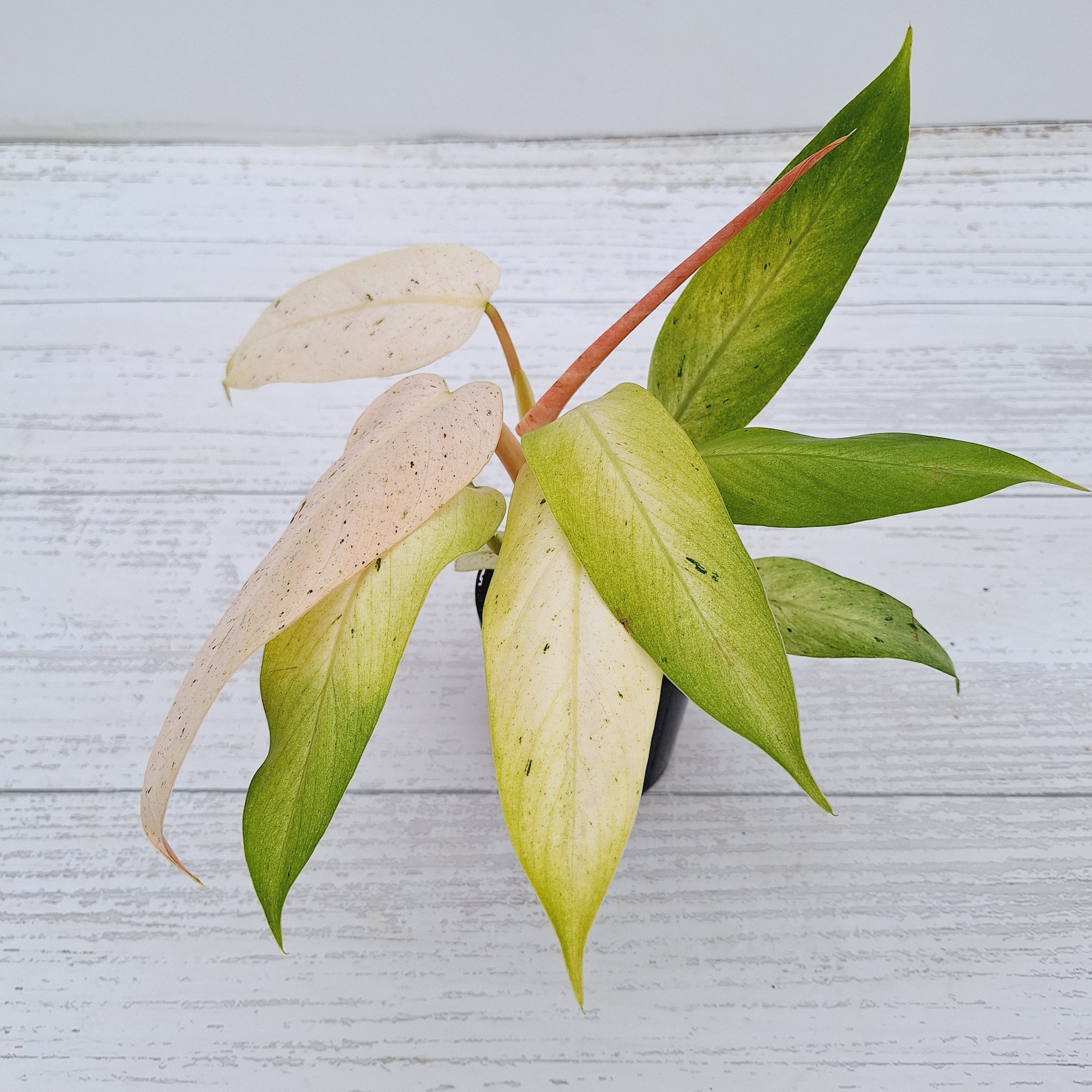 Philodendron  &#39;Whipple Way&#39;