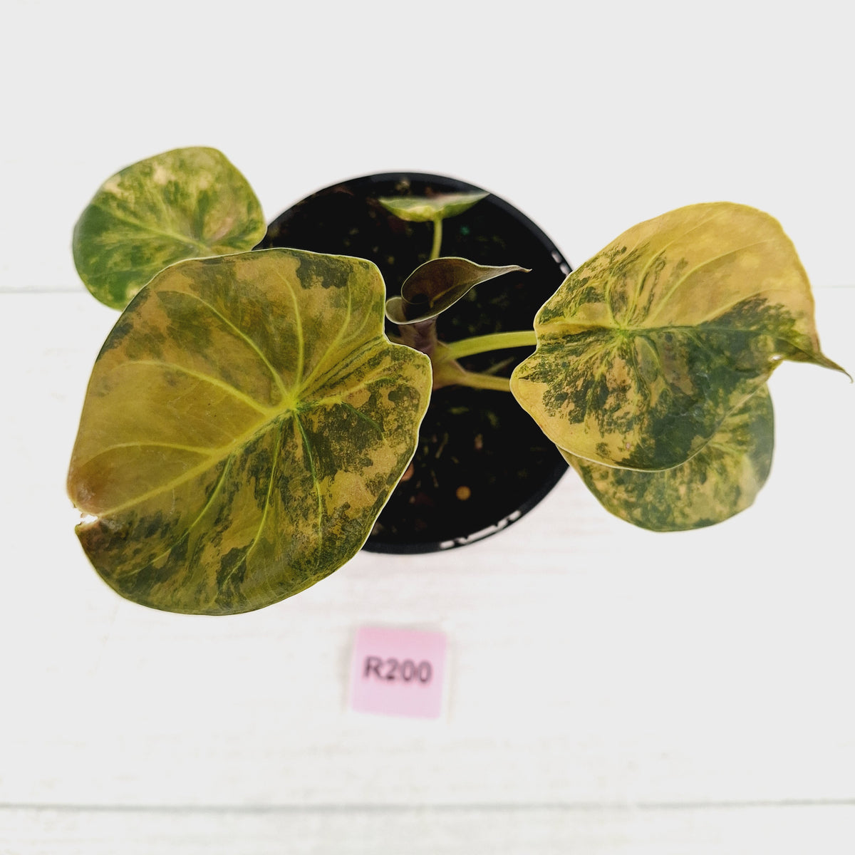 Alocasia ‘wentii’ Variegated - Sale