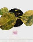 Alocasia ‘wentii’ Variegated - Sale