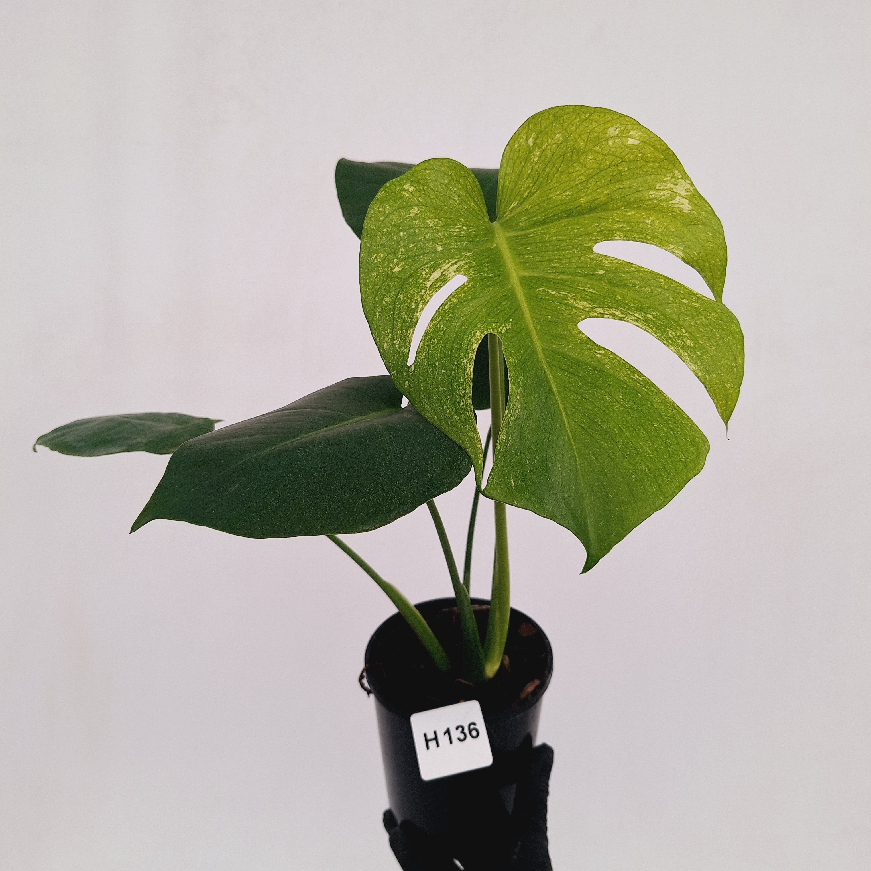 Monstera Deliciosa 'Mint'