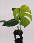 Monstera Deliciosa 'Mint'