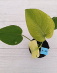 Monstera Deliciosa 'White Monster'
